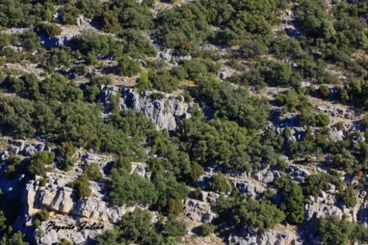 Biodiversitat de la Rambla Celumbres