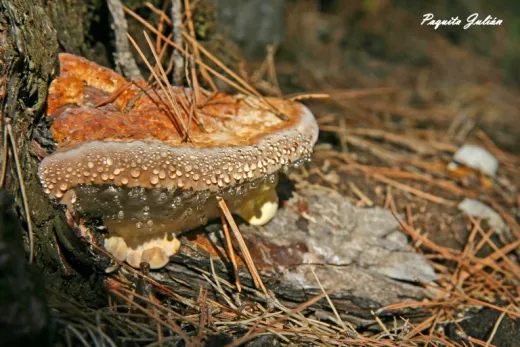 Biodiversitat de la Rambla Celumbres