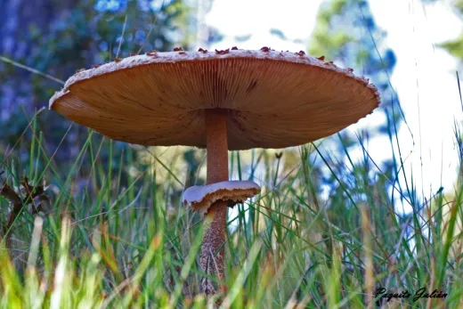 Biodiversitat de la Rambla Celumbres