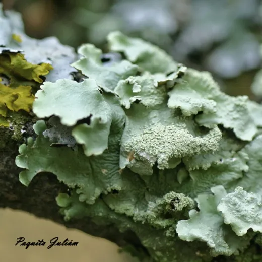 Biodiversitat de la Rambla Celumbres