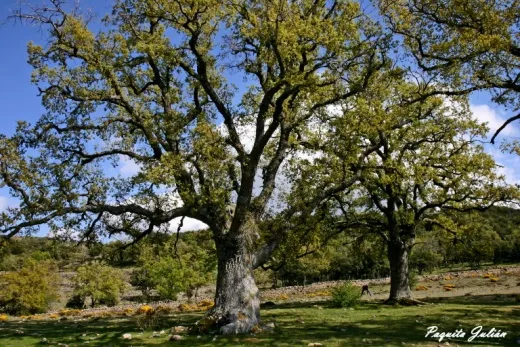 Biodiversitat de la Rambla Celumbres