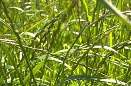 Agricultura y costumbres del campo y del mundo rural