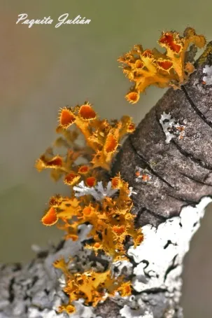 Biodiversitat de la Rambla Celumbres