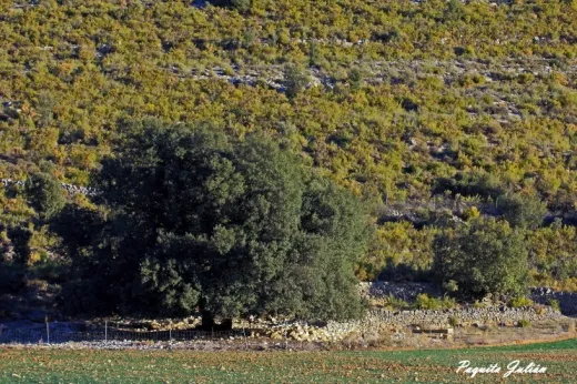 Biodiversitat de la Rambla Celumbres