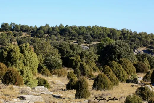 Biodiversitat de la Rambla Celumbres