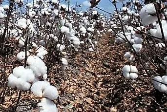 Agricultura y costumbres del campo y del mundo rural