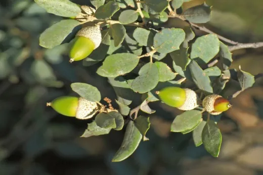 Biodiversitat de la Rambla Celumbres