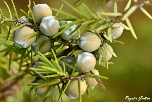 Biodiversitat de la Rambla Celumbres