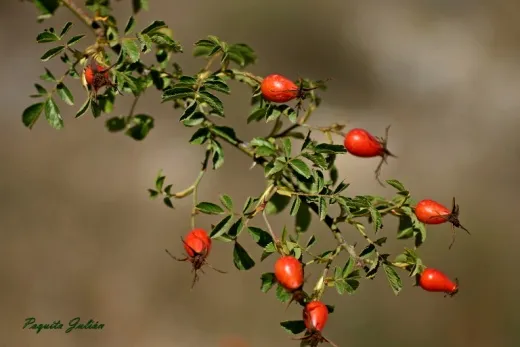 Biodiversitat de la Rambla Celumbres