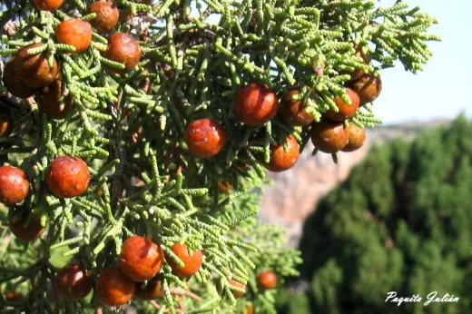 Biodiversitat de la Rambla Celumbres