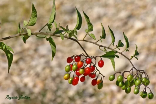 Biodiversitat de la Rambla Celumbres