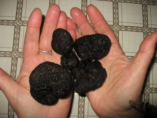 Presentació de la trufa negra