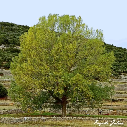 Biodiversitat de la Rambla Celumbres