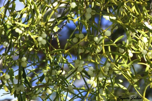 Biodiversitat de la Rambla Celumbres