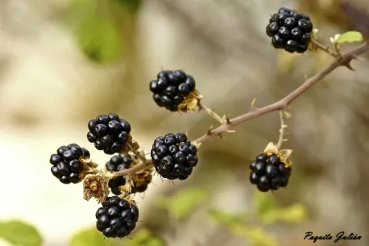 Biodiversitat de la Rambla Celumbres