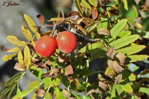 Biodiversitat de la Rambla Celumbres
