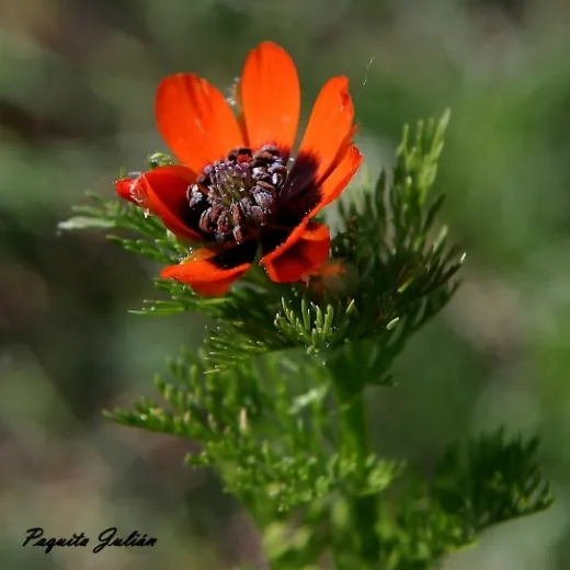 Biodiversitat de la Rambla Celumbres