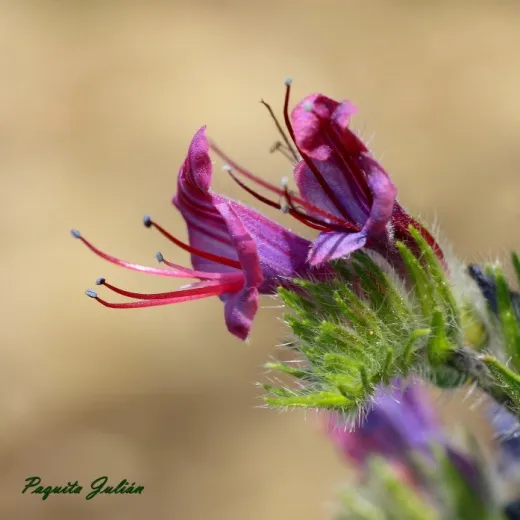 Biodiversitat de la Rambla Celumbres