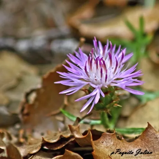 Biodiversitat de la Rambla Celumbres