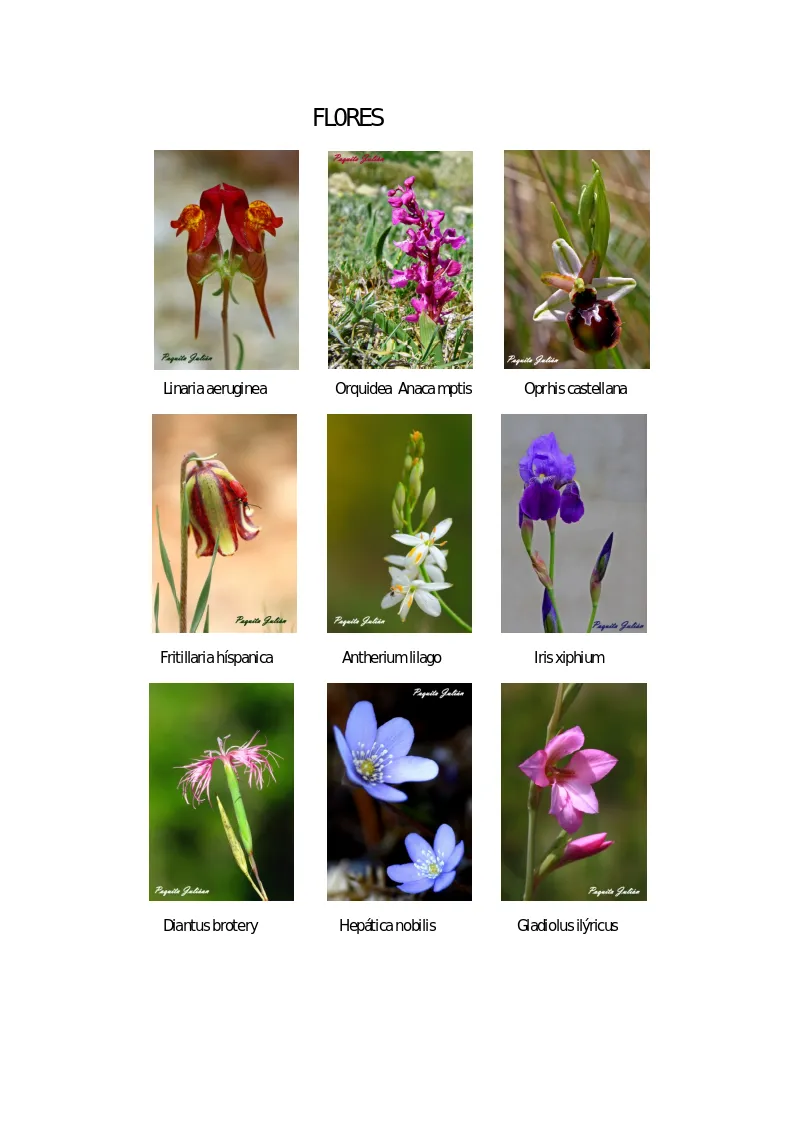Biodiversitat de la Rambla Celumbres