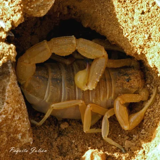 Biodiversitat de la Rambla Celumbres