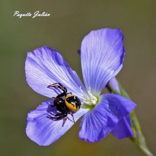 Biodiversitat de la Rambla Celumbres