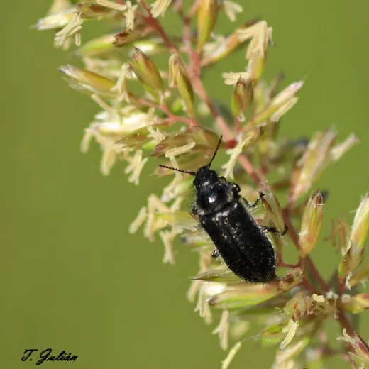 Biodiversitat de la Rambla Celumbres