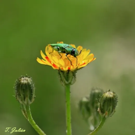 Biodiversitat de la Rambla Celumbres