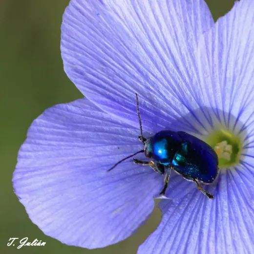 Biodiversitat de la Rambla Celumbres