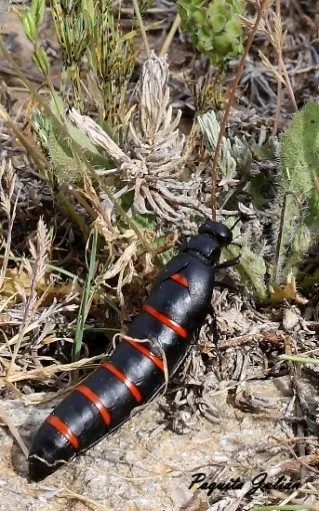 Biodiversitat de la Rambla Celumbres