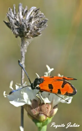 Biodiversitat de la Rambla Celumbres