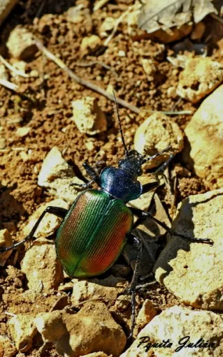 Biodiversitat de la Rambla Celumbres