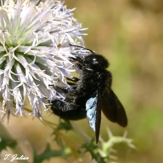 Biodiversitat de la Rambla Celumbres