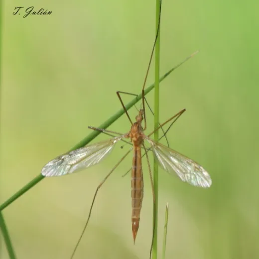 Biodiversitat de la Rambla Celumbres