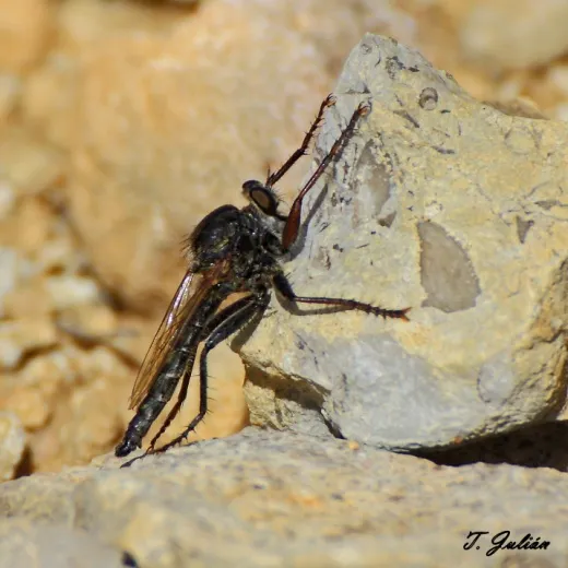 Biodiversitat de la Rambla Celumbres