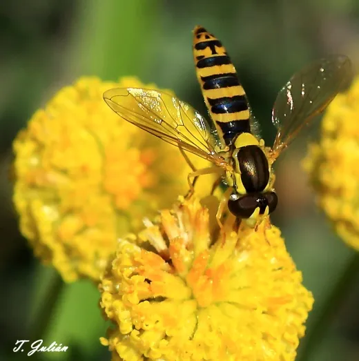 Biodiversitat de la Rambla Celumbres