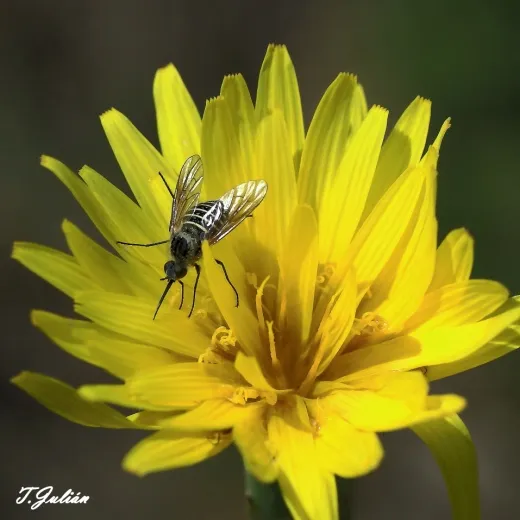 Biodiversitat de la Rambla Celumbres