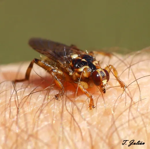Biodiversitat de la Rambla Celumbres