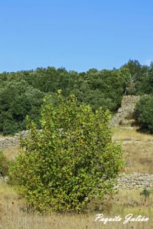 Biodiversitat de la Rambla Celumbres