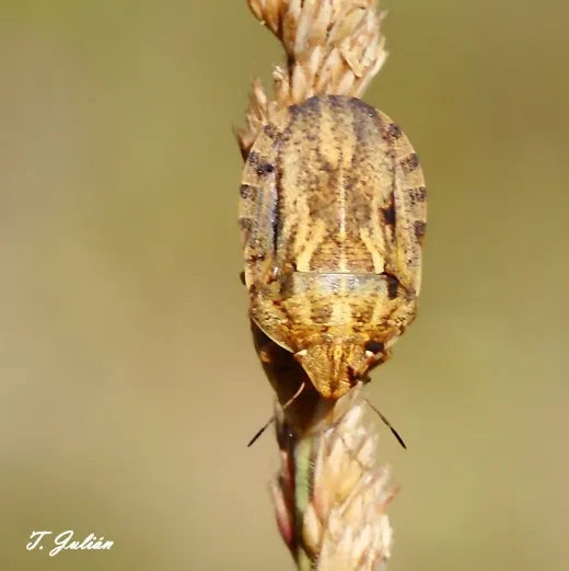Biodiversitat de la Rambla Celumbres