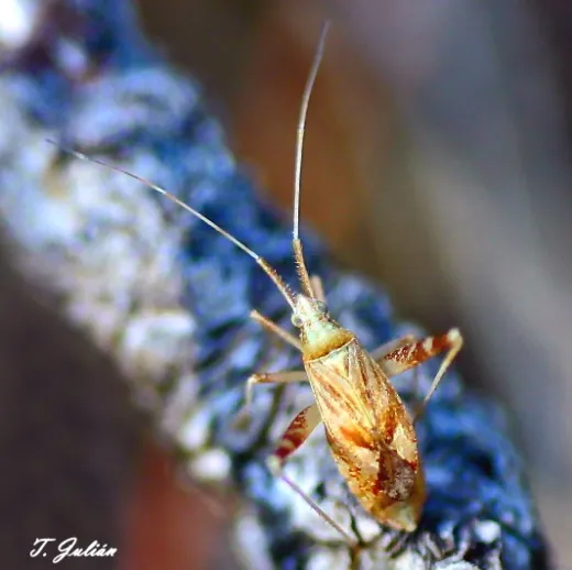 Biodiversitat de la Rambla Celumbres