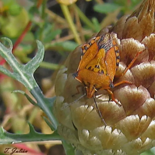 Biodiversitat de la Rambla Celumbres