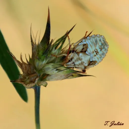 Biodiversitat de la Rambla Celumbres