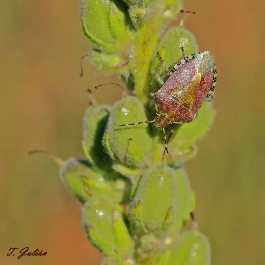 Biodiversitat de la Rambla Celumbres