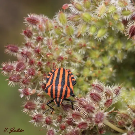 Biodiversitat de la Rambla Celumbres