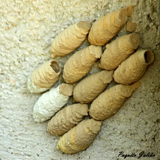 Biodiversitat de la Rambla Celumbres