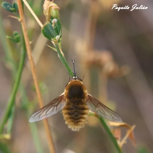 Biodiversitat de la Rambla Celumbres