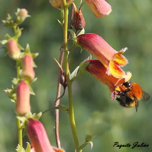 Biodiversitat de la Rambla Celumbres