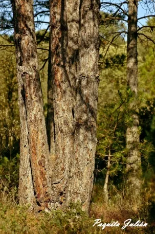 Biodiversitat de la Rambla Celumbres