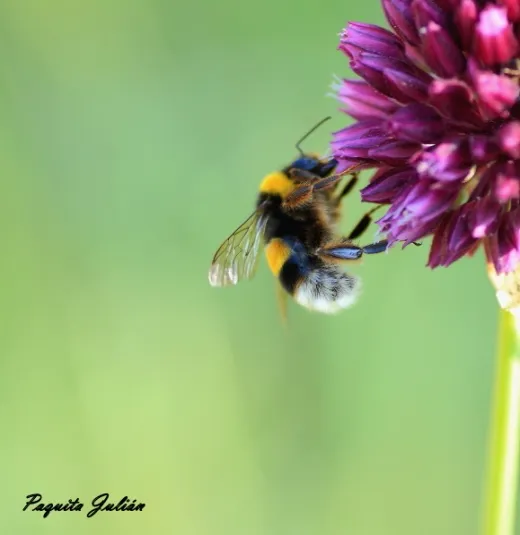 Biodiversitat de la Rambla Celumbres